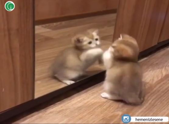 Ayna gören kedi